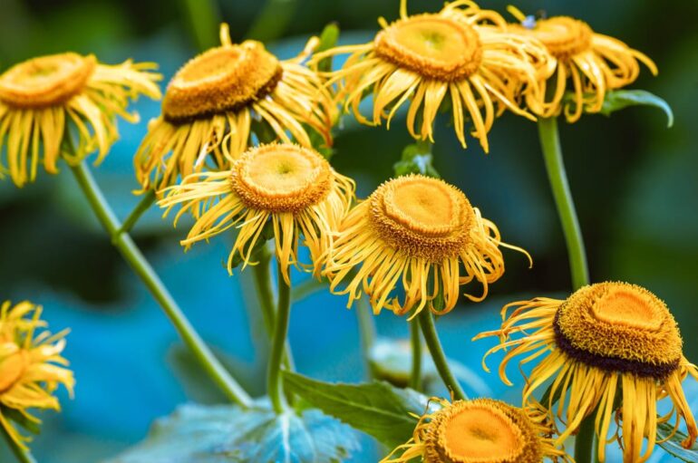 Avantages et contre-indications du thé à l'arnica