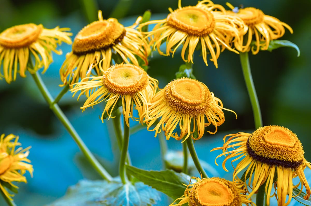 Avantages et contre-indications du thé à l'arnica